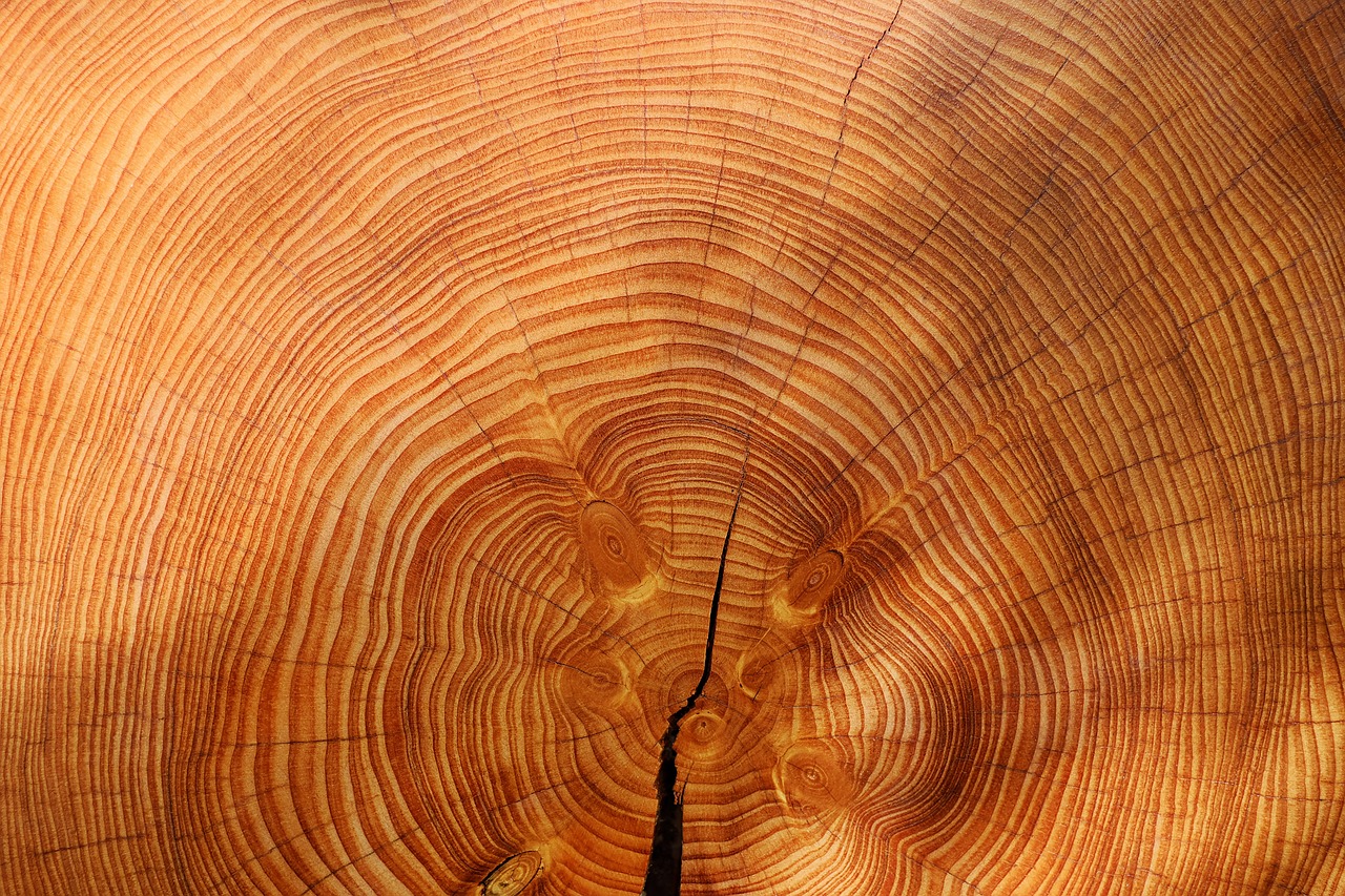 annual rings, tree, wood-3212803.jpg